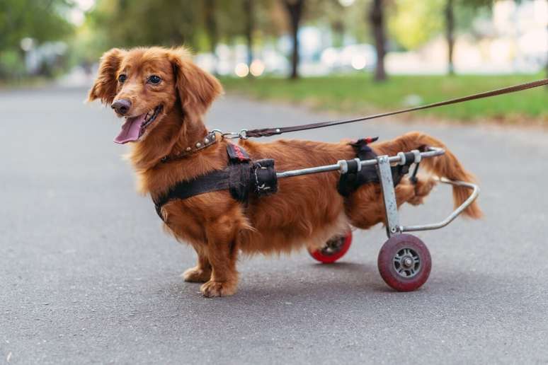 Com algumas adaptações, os animais de estimação com deficiência podem ter uma qualidade de vida melhor