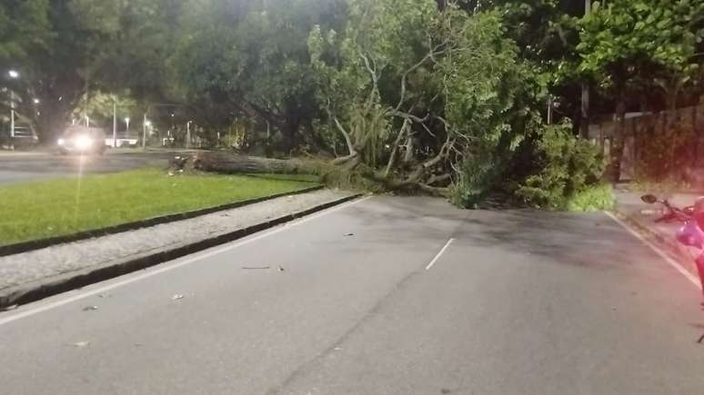 Árvore caiu no bairro da Lagoa, na Zona Sul