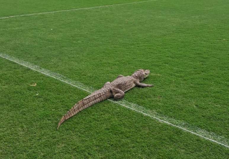 Jacaré aparece en el KT de Vasco da Gama