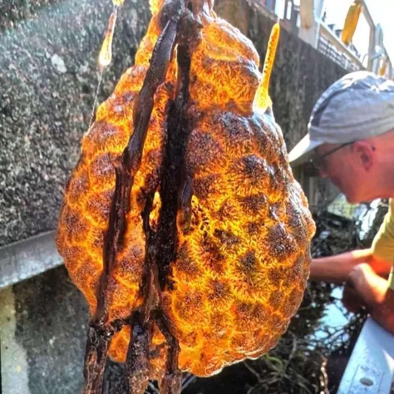 'Saco laranja' chama atenção de biólogos na Holanda