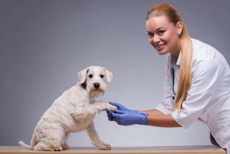 Os animais que passam por treinamento para detectar certas doenças são chamados de cães de detecção médica