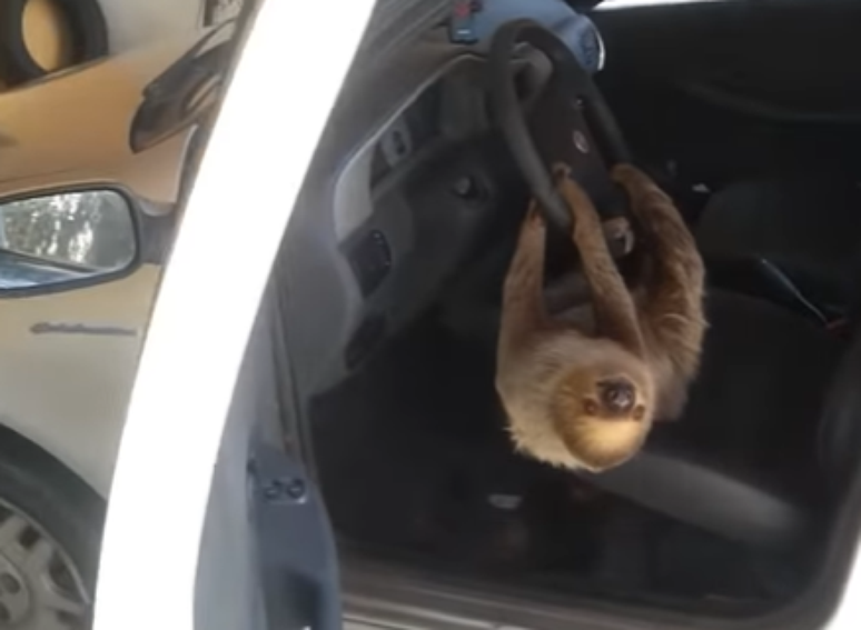 Idoso encontra bicho-preguiça agarrado ao volante de carro