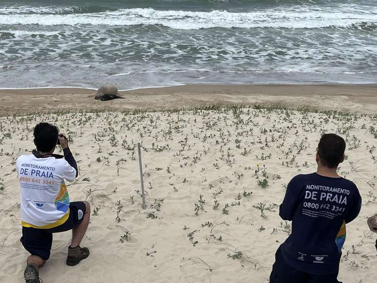 Pesquisadores registram, pela primeira vez, o nascimento de um elefante-marinho no Brasil