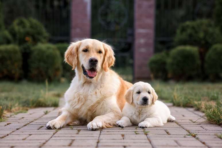 O golden retriever é um cachorro que, devido à inteligência, é muito utilizado como cão-guia 