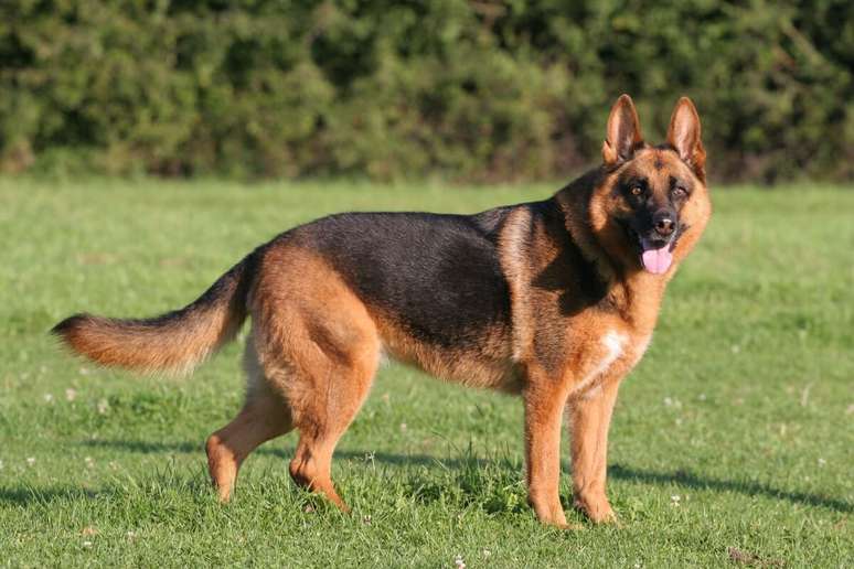 O pastor alemão, devido à inteligência, costuma trabalhar como cão de resgate ou policial 