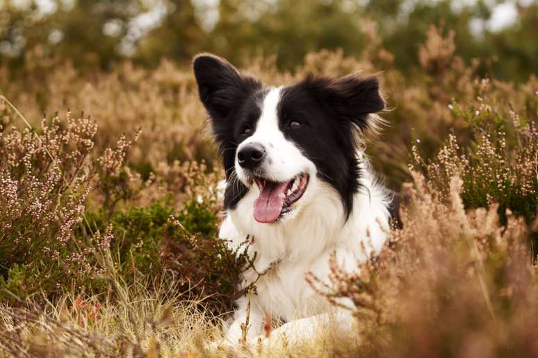 O border collie é considerado o cachorro mais inteligente do mundo 