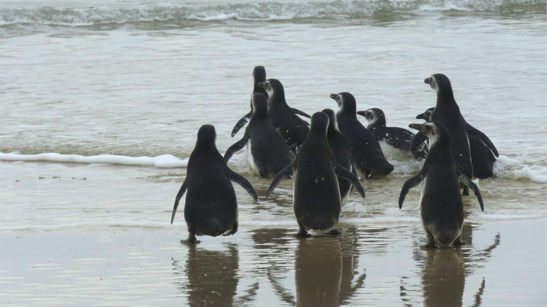 Pinguins foram soltos em mar em Florianópolis (SC)