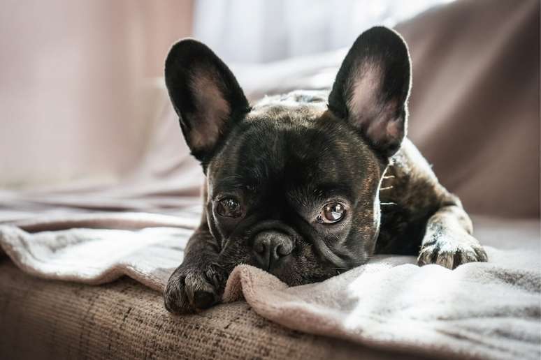 O buldogue francês é conhecido por ser calmo, companheiro e fácil de cuidar 