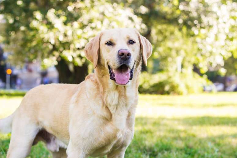 O labrador retriever é um cachorro inteligente e sociável, ótimo para tutores iniciantes 