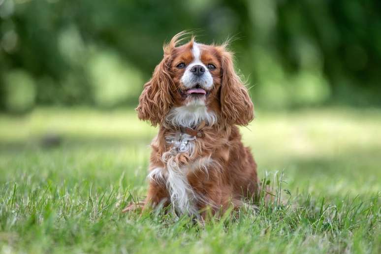 O cavalier king charles spaniel é conhecido por sua expressão doce e personalidade afetuosa 