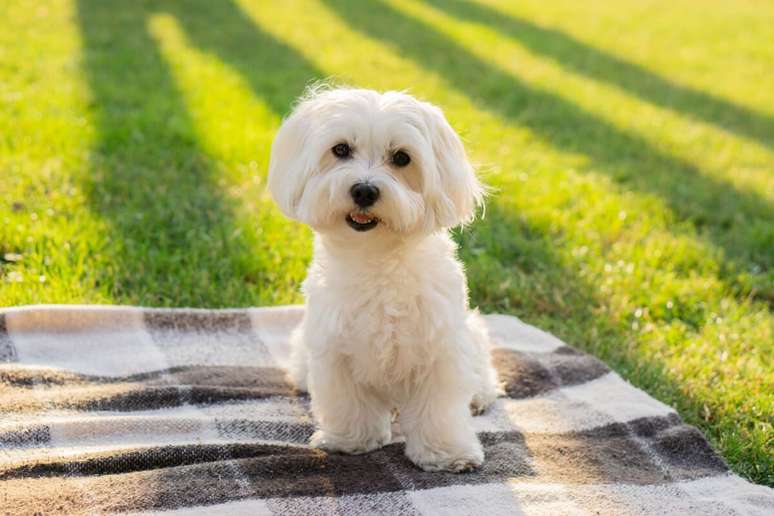 O maltês é um cachorro afetuoso, dócil e dedicado aos seus tutores 