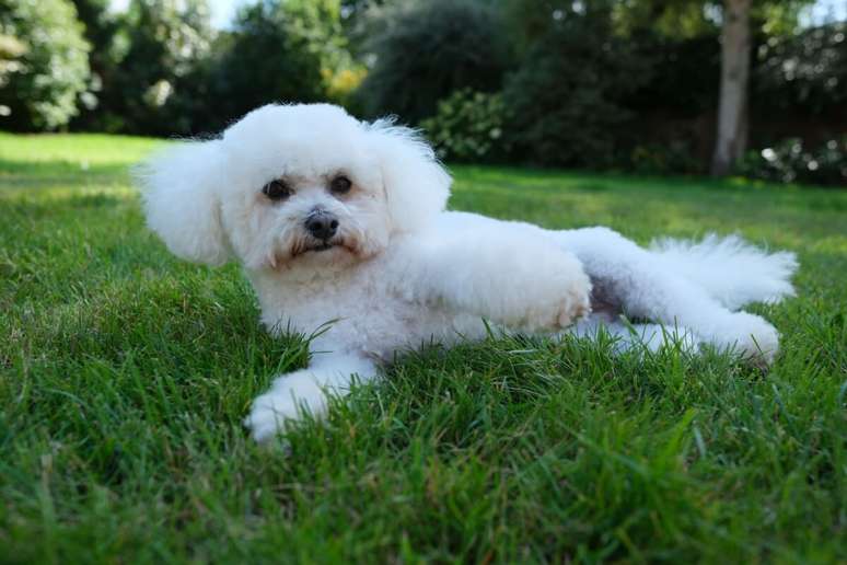 O bichon frisé é alegre e sociável, além de excelente com crianças e outros animais 