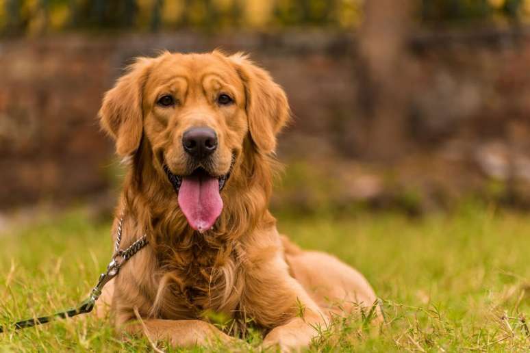 O golden retriever é um cachorro de temperamento dócil e carinhoso 