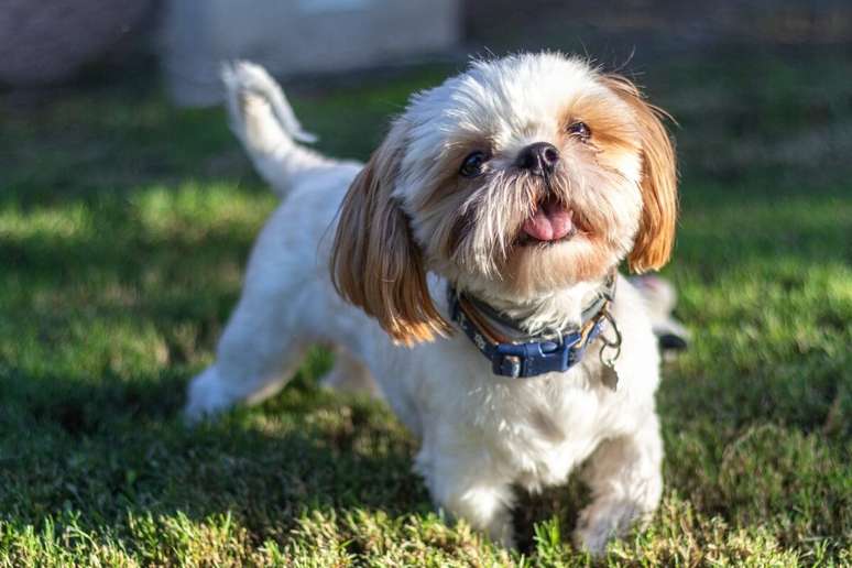 O shih tzu é um cachorro apegado ao tutor e adora ficar por perto 