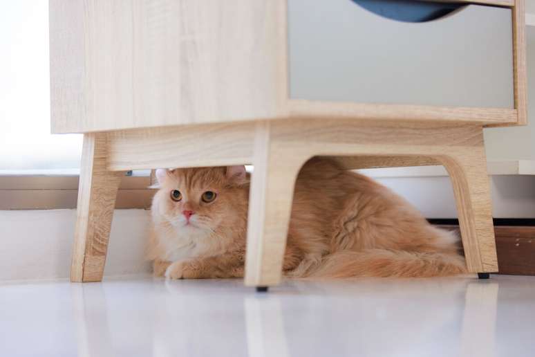 O gato costuma se esconder quando está com dor para se proteger 