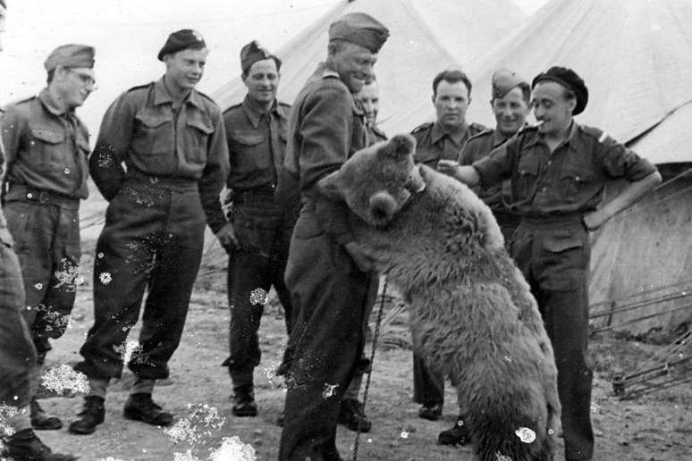 O urso recebeu uma patente e um número de registro para poder viajar com o Exército polonês para a Itália