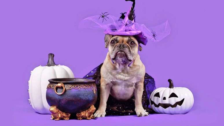 Veja formas de aproveitar o Halloween com os pets