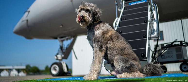 Plano prevê, entre outras medidas, apoio veterinário em aeroportos, garantia de rastreabilidade dos animais e criação de canal de comunicação direta com o tutor