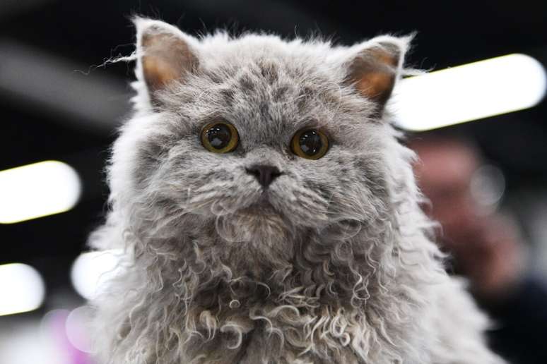 A raça selkirk rex é conhecida pela pelagem densa e volumosa, que pode ser curta ou longa 