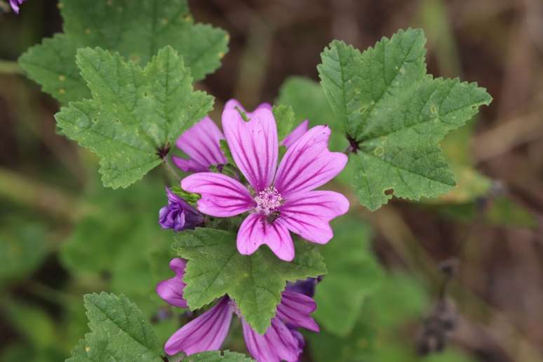 A malva é uma planta que oferece diversos benefícios à saúde