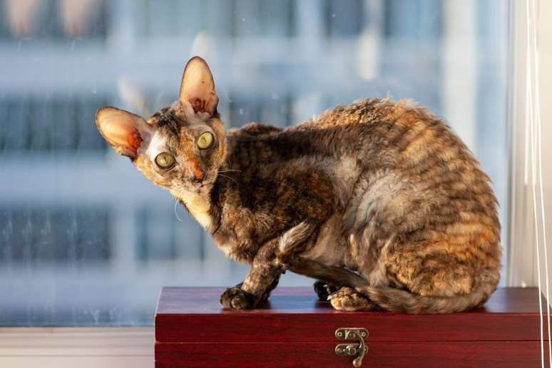 Embora a raça cornish rex tenha pelos cacheados e curtos, sua pelagem é macia e fina 