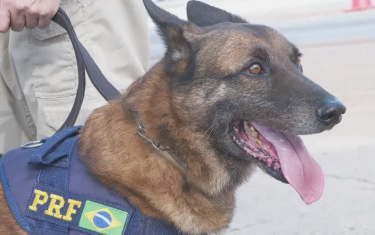 Morre Turco, cão da PRF de Goiás que ajudou a apreender 11 toneladas de drogas