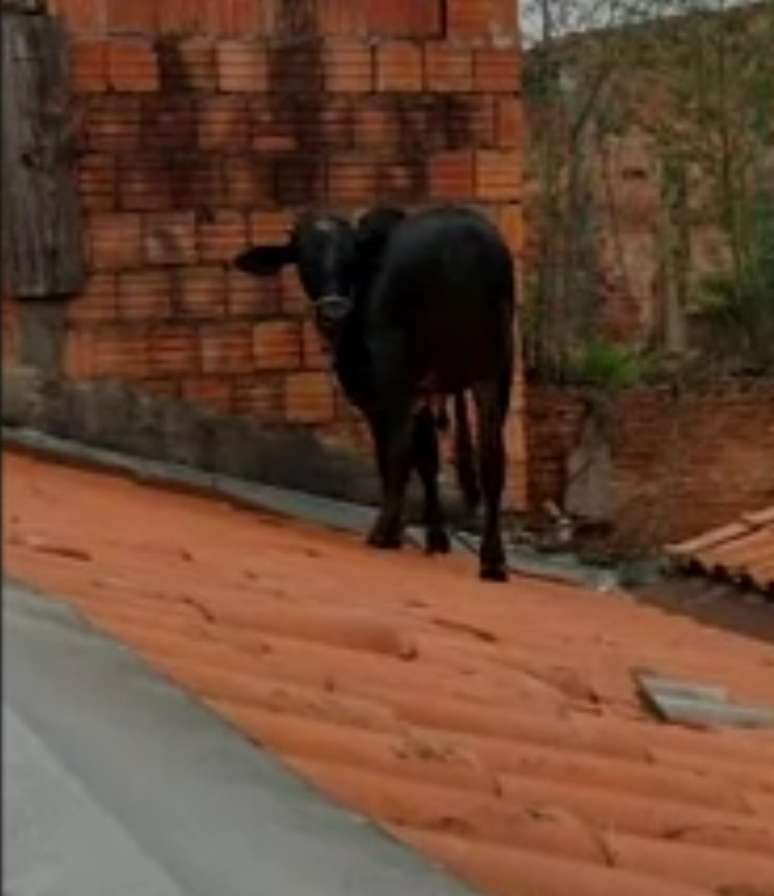 Moradora registrou a cena em vídeo