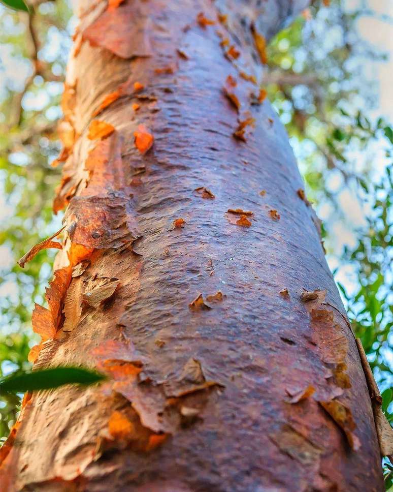 Os pedreiros maias usavam seiva de árvores como a Jiote (Bursera simaruba) para ajudar a endurecer sua argamassa de cal