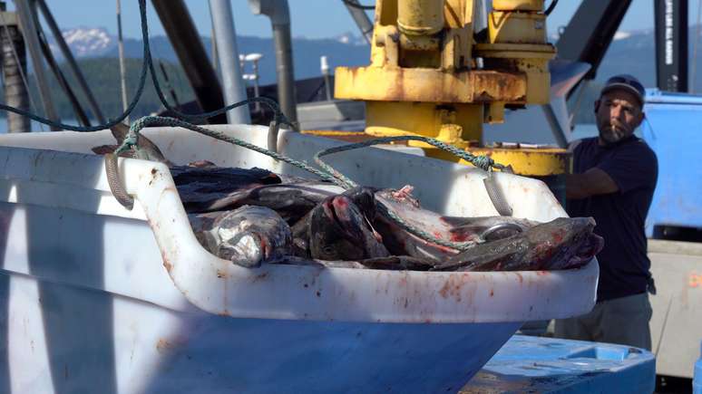 O Alasca gera mais da metade da produção de peixes dos Estados Unidos