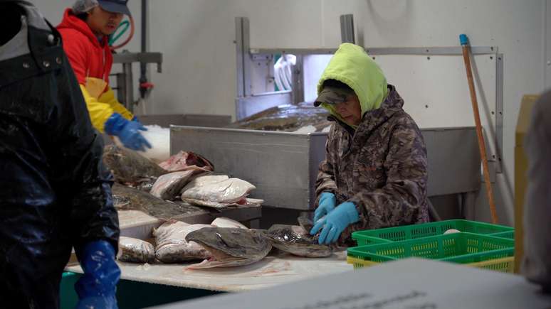 O trabalho exige jornadas de até 18 horas limpando e preparando toneladas de peixes