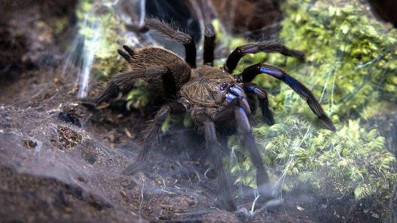 Tarântulas são animais fascinantes