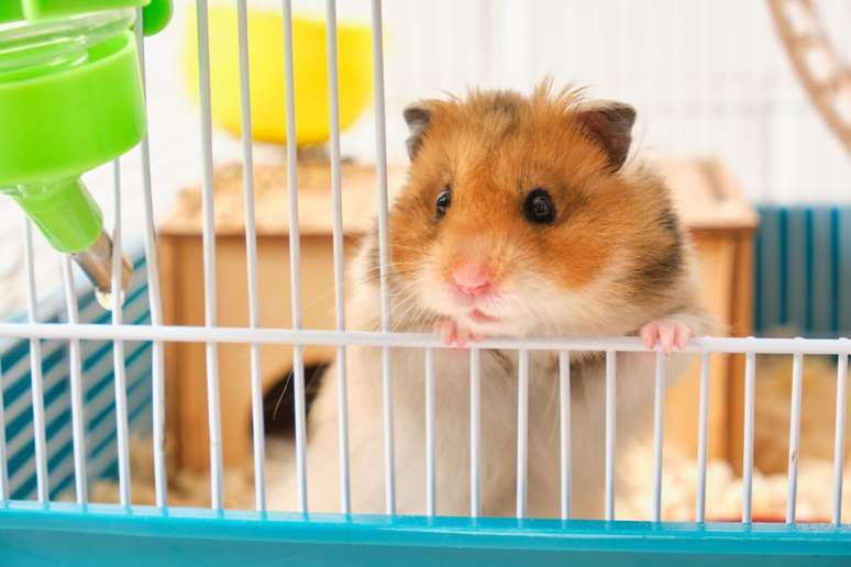 É importante que a gaiola do hamster simule o seu habitat natural 