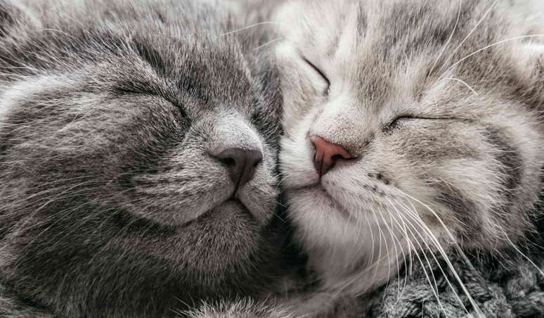 Os gatos piscam lentamente quando estão relaxados. beton studio/Shutterstock