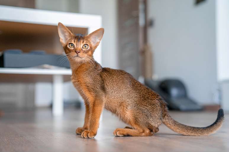 O explorador abissínio adora se divertir escalando móveis e explorando o ambiente ao seu redor 