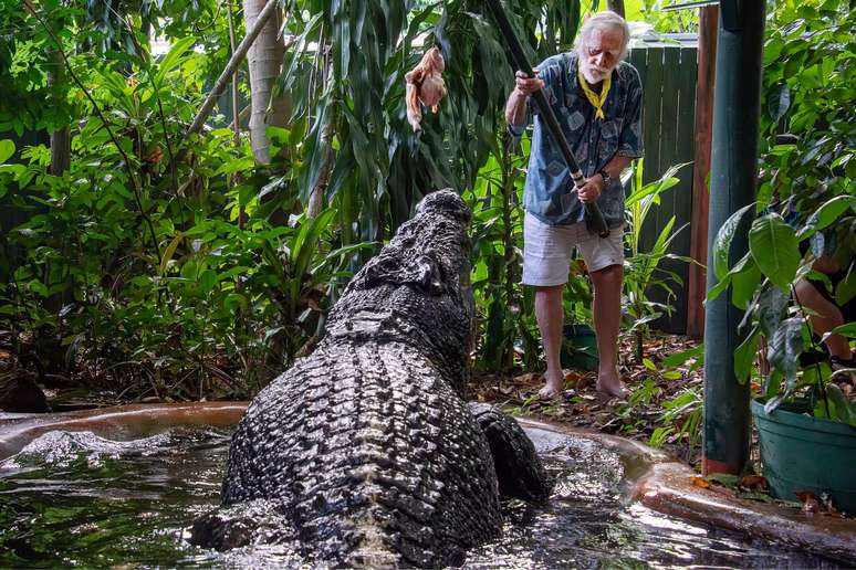 George Craig alimenta o maior crocodilo em cativeiro do mundo, Cassius, no Marineland Melanésia, na Ilha Verde, Grande Barreira de Corais, Cairns, Austrália