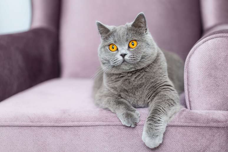 Com seu rosto arredondado e expressão amigável, o british shorthair é um gato de fácil convivência e muita independência 