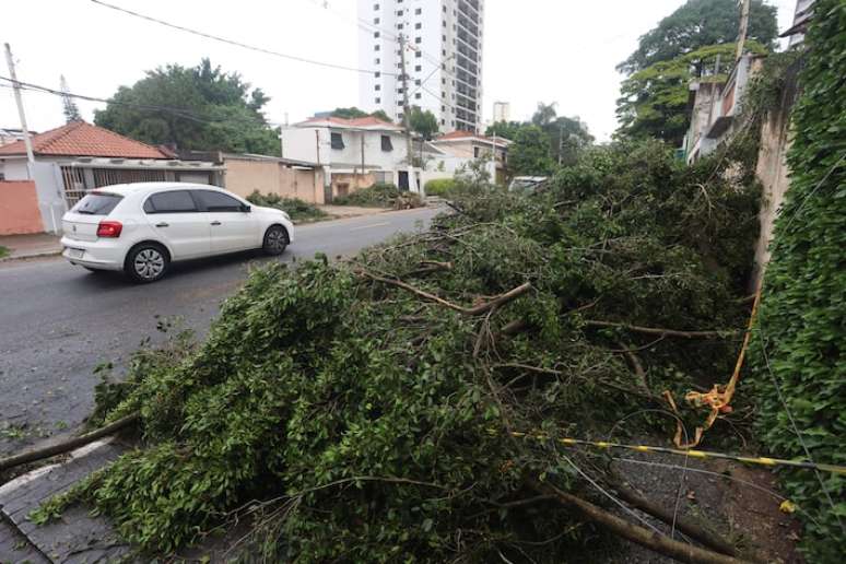 Árvore caída na rua Ricardo Medina Filho na Lapa, zona oeste de São Paulo, nesta tarde de domingo, 03 de novembro de 2024