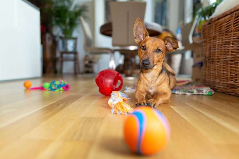 Os brinquedos são importantes para manter a saúde física e mental do cachorro 