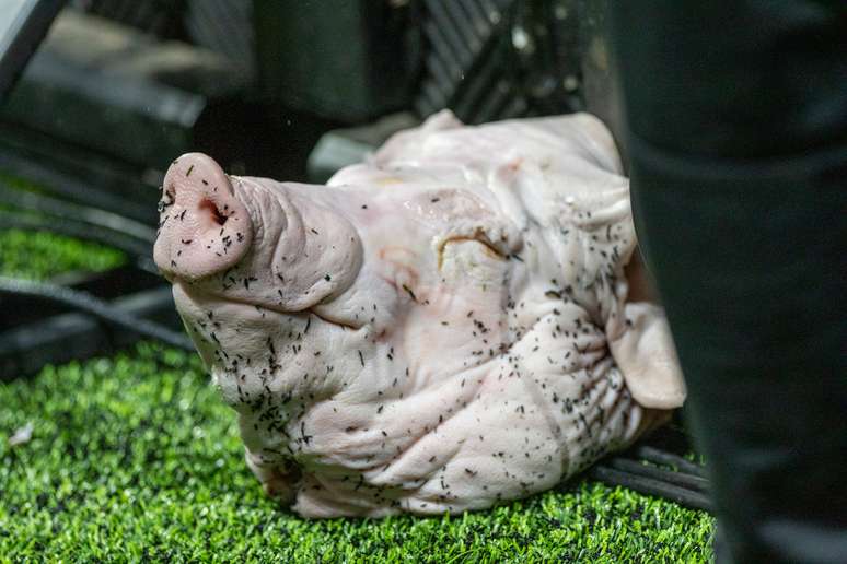 La cabeza de cerdo fue lanzada por hinchas del Corinthians 