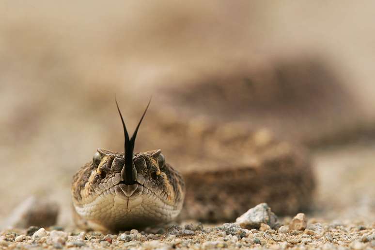 Cobra provocou mortes no Brasil 