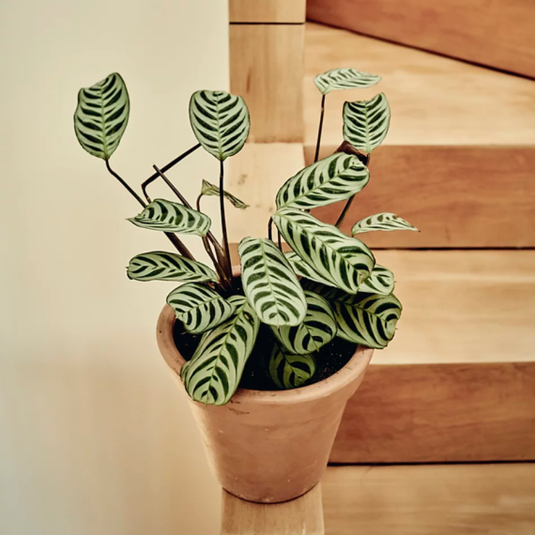 Maranta Burle