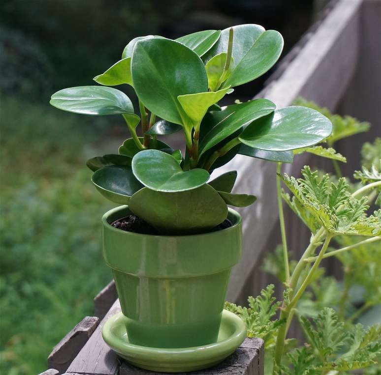 Peperomia raindrop