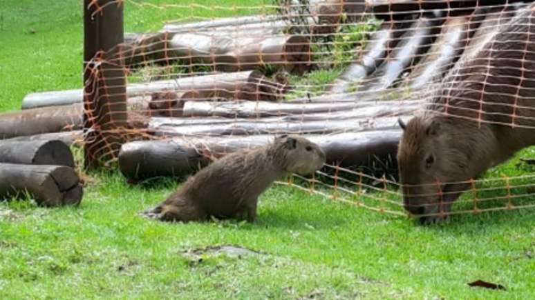 Filhote de capivara apresenta paralisia das patas traseiras poucos dias antes de morrer por encefalite causada pelo vírus da raiva, na Ilha Anchieta, litoral de São Paulo.