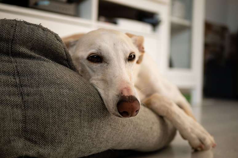 O ideal é criar um ambiente relaxante para que o cachorro se mantenha calmo durante a chuva 