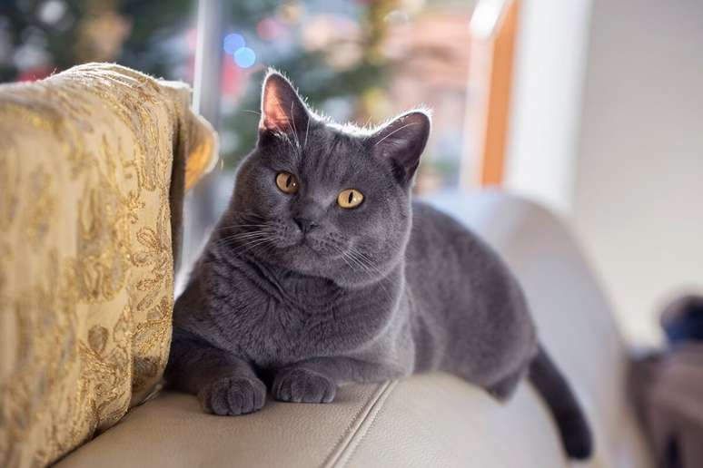 O chartreux é conhecido por sua personalidade afetuosa e calma