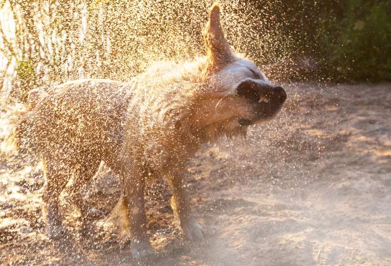 Cérebro de animais controla o movimento de se chacoalhar para se livrar da água