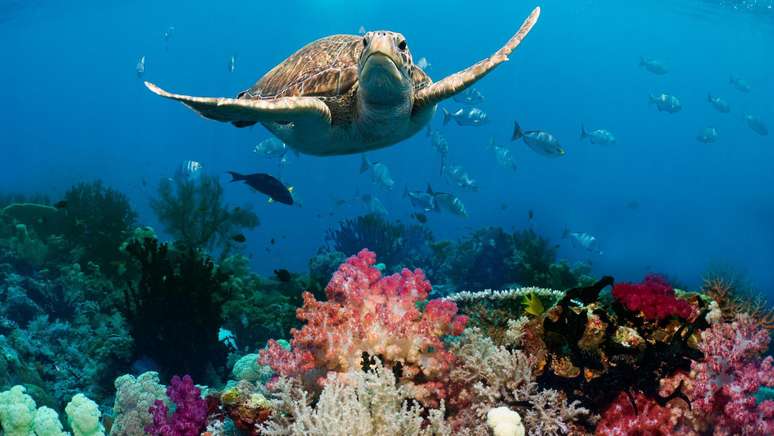 "A metáfora que sempre usamos [para os recifes de coral] é a de 'cidades do mar'", diz a pesquisadora Nadia Santodomingo