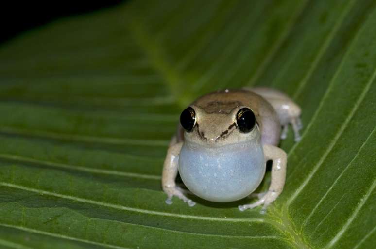 Pererecas-assobiadoras, chamadas cientificamente de 'Eleutherodactylus johnstonei'