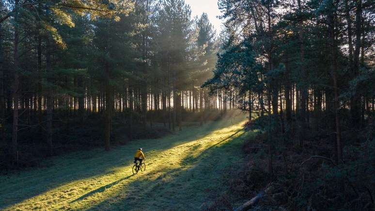 When forests are properly protected, biodiversity thrives
