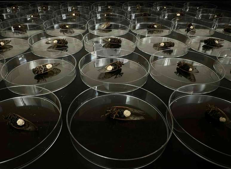 Dead cicadas in small round dishes on a counter
